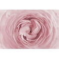 thumbnail image 2 of PhotoINC Studio 18x13 Black Ornate Wood Framed with Double Matting Museum Art Print Titled - Rose, 2 of 4