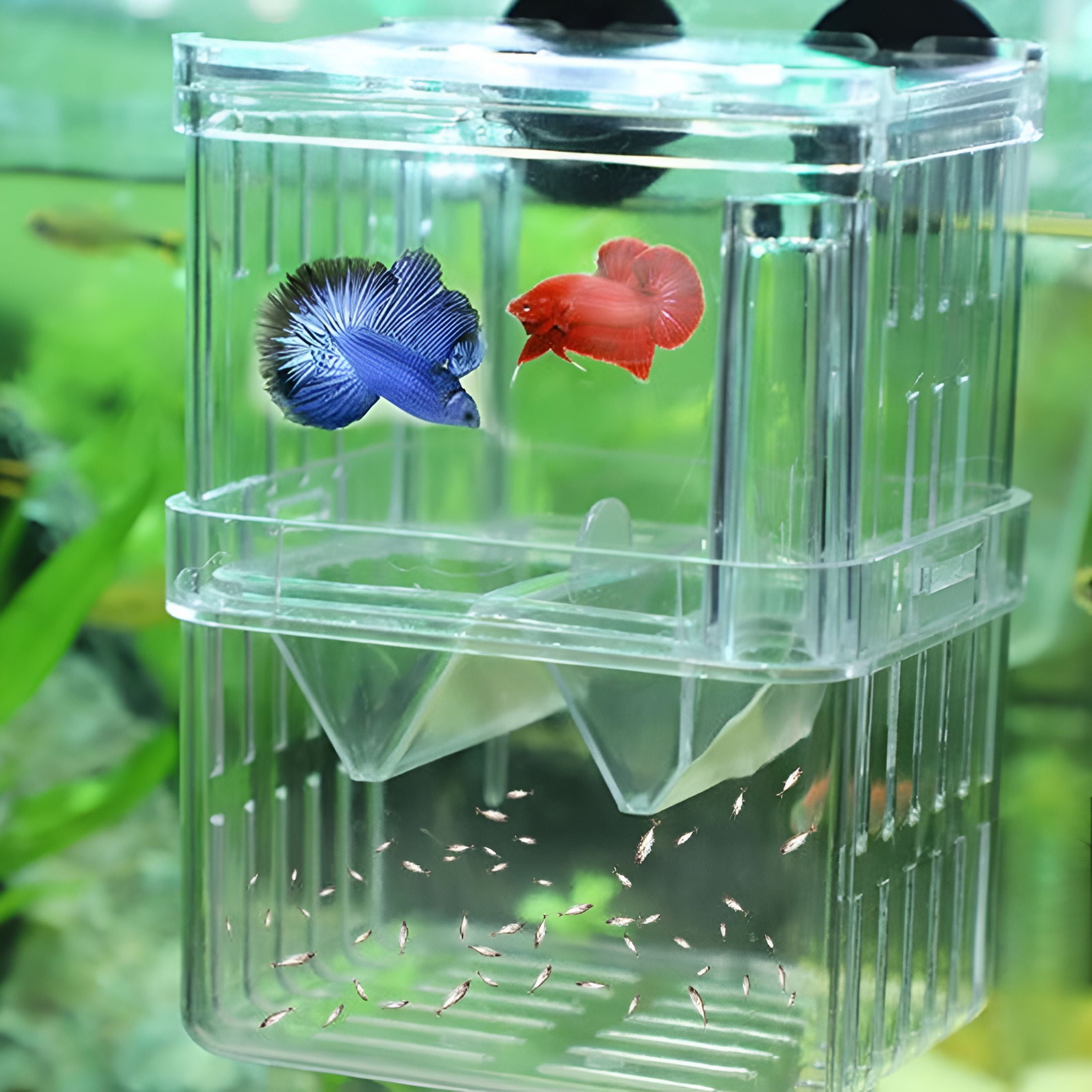Aquarium Fish Breeder Box Plastic Fish Isolation Breeding Box Hatching Incubator Box for Baby Fish Shrimp Clownfish Guppy, Size: 4.3 x 3.1
