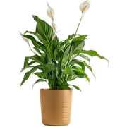 Costa Farms Plants with Benefits Live indoor Plant Peace Lily Plant in 10in Decor Pot