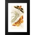 thumbnail image 2 of James Duncan 16x24 Black Modern Framed Museum Art Print Titled - Ceratocampa Imperialis, Harpyia Banksiae (1833), 2 of 5