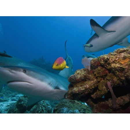 Caribbean Reef Shark (Carcharhinus Perezii) and Coral Reef Fish, Roatan, Bay Islands, Honduras Print Wall Art By Antonio