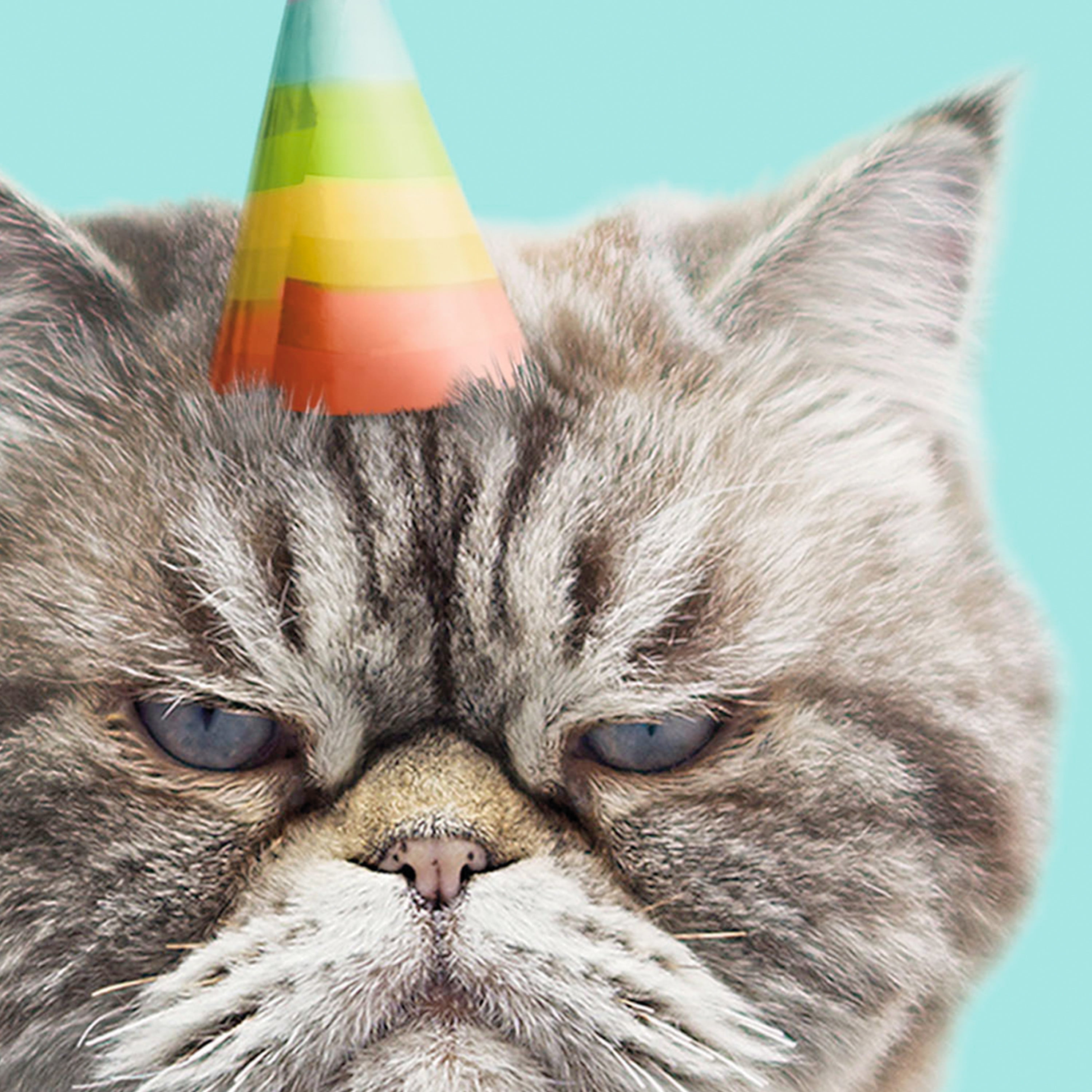 Hallmark Shoebox Funny Birthday Greeting Card (Judgmental Cat in Party Hat)