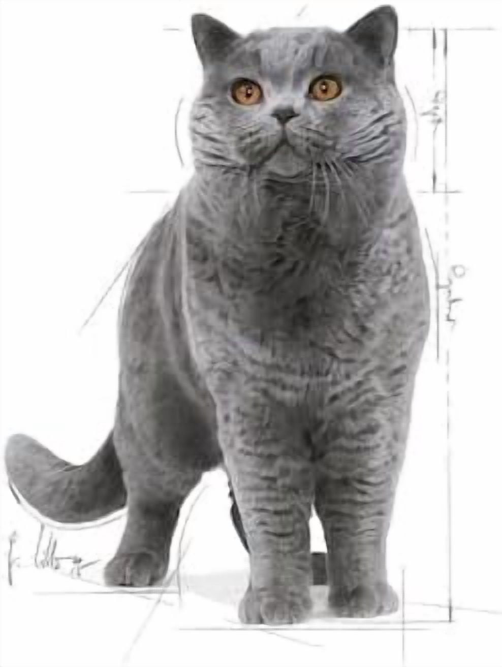Royal Canin British Shorthair Cat Wet Food in Gravy 12x85g
