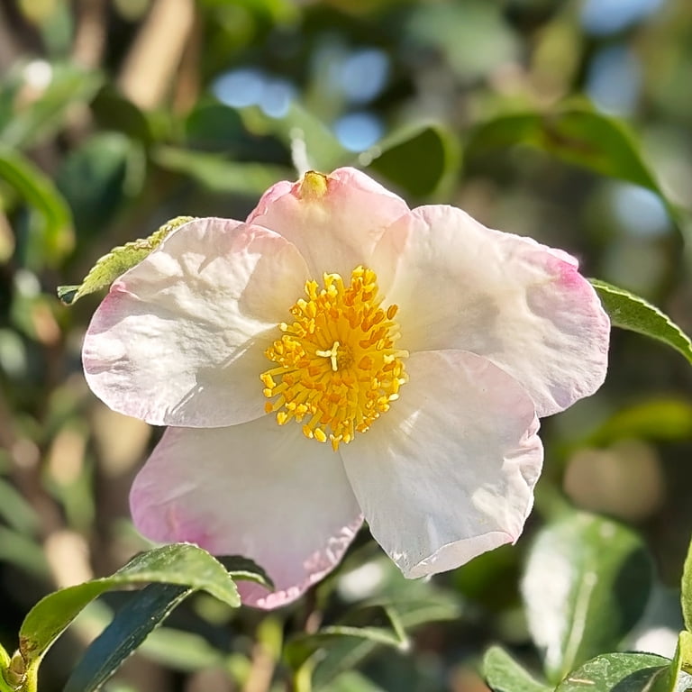 Expert Gardener Sasanqua 'Setsugekka' Camellia Live Plant, 1-2 ft