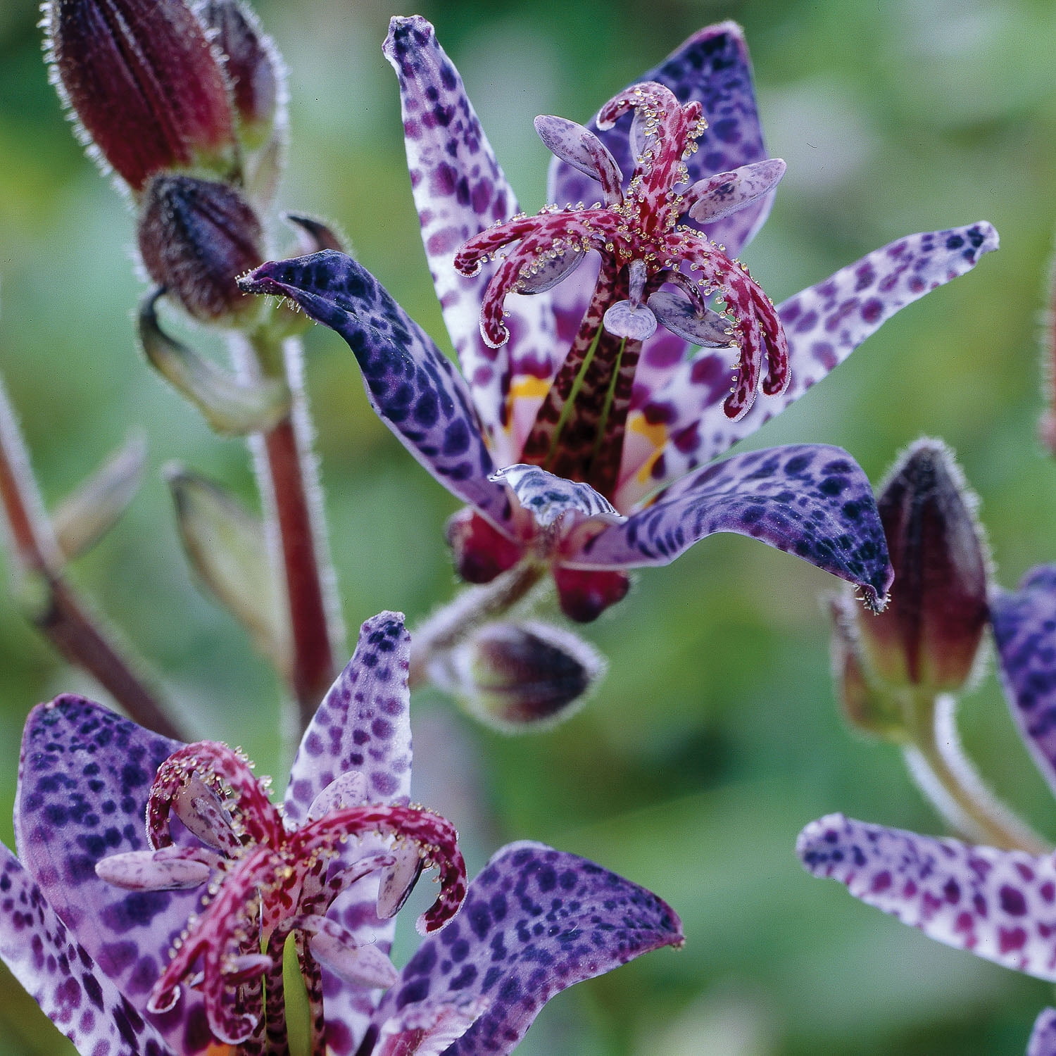 Expert Gardener Tricyrtis Blue Wonder (Set of 2 Dormant Bare Roots) Full Shade, Blue, Perennial