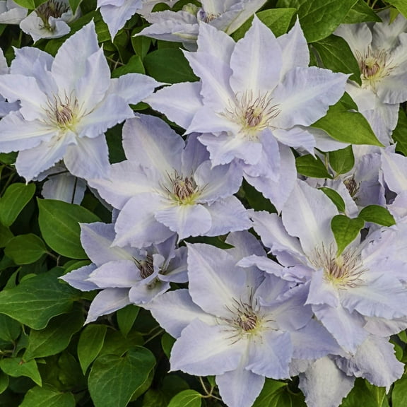Tranquilite Clematis Vine, Bare Root Flowering Starter Perennial Plant, 1 plant per offer