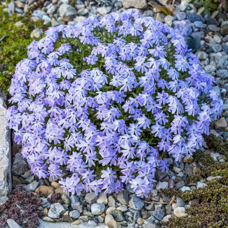 25 Blue Creeping Phlox Seeds - Cold and Drought,,, for Early Spring or Fall Planting
