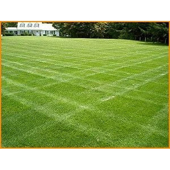 Dibbs Seed DoubleEagle Centipede Grass Seeds, 1 lb