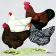 thumbnail image 3 of CafePress - Plymouth Rock Chickens Dark T Shirt - Men's Classic Graphic T-Shirt, 3 of 4