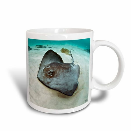 3dRose Southern stingray (Dasyatis americana) in blue clean Caribbean waters at Gibbs Cay, Ceramic Mug, (Best Blue Water In Caribbean)