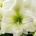 thumbnail image 3 of Easy to Grow Amaryllis White Christmas 1 Plant Bulb, Flower Indoor Holiday or Outdoor Spring Bloom, 3 of 6
