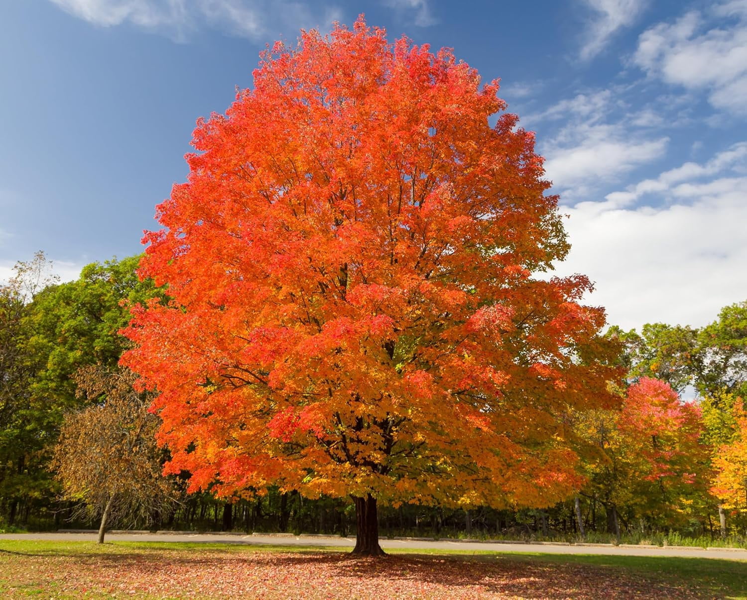 Sugar Maple Trees (Acer Saccharum) Live Plants – Brilliant Fall Color, Hardy Shade Tree, Perfect for Landscapes & Yards (3 Live Trees)