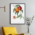 thumbnail image 1 of Walnut - Persica violacea - 1817 - 1839 | Giorgio Gallesio | Premium Fine Art Print | 18th Century Italian | Botanical | Plant Art | Nature Art, 1 of 7