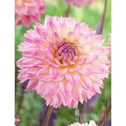 Colorful Investment Dahlia