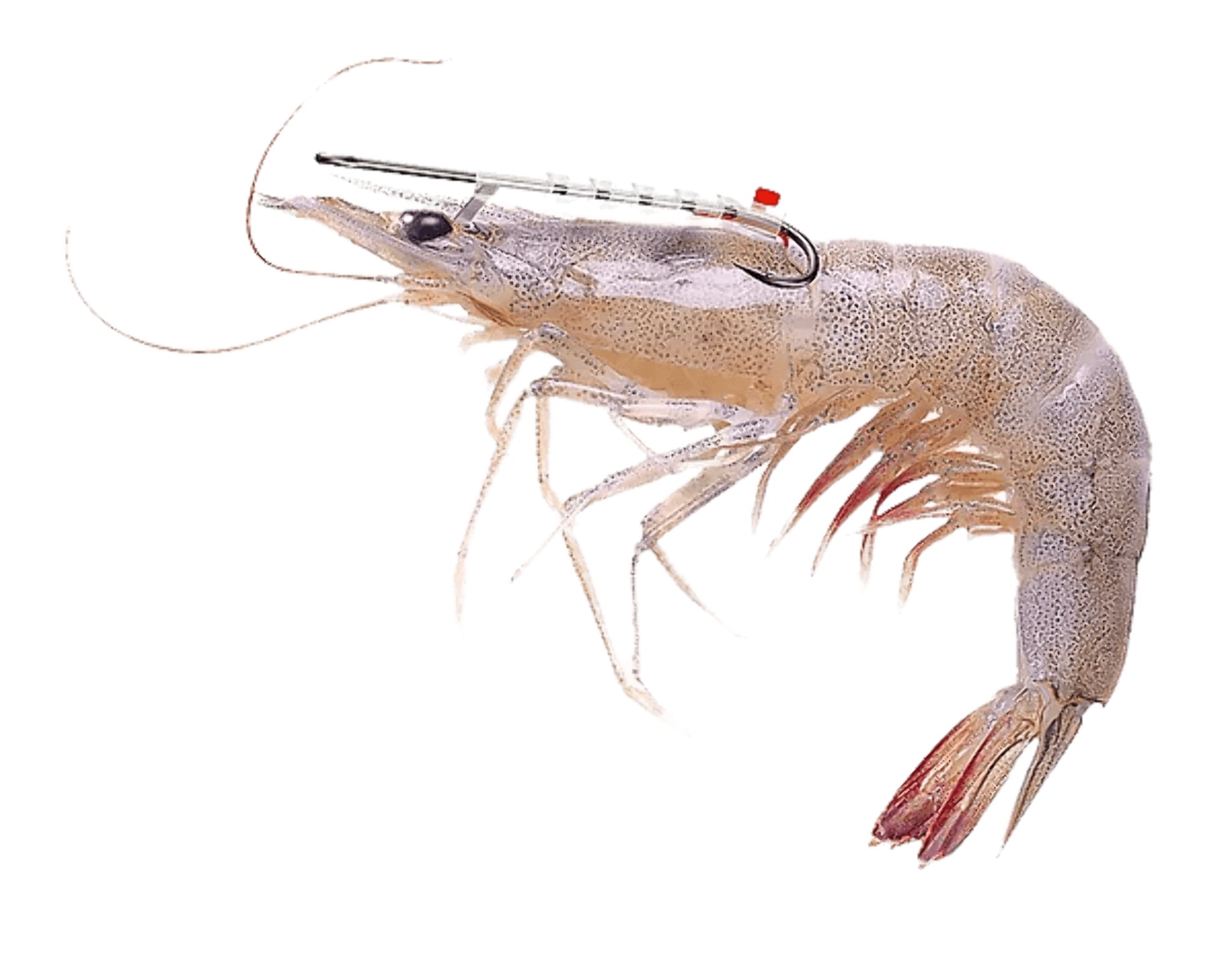 (2 pack) Shrimp Walker Live Shrimp Holder Hook - Single Saltwater Hook