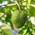 thumbnail image 4 of Soursop Tree Live Plant, 10-14 Inch Tall, Well Rooted, Tropical Fruit Tree for Outdoor Planting, 4 of 5
