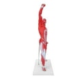 thumbnail image 3 of Modelo de músculos humanos, modelo de sistema muscular de 50 cm, modelo de estructura muscular, modelo de músculos, solución innovadora, 3 of 8