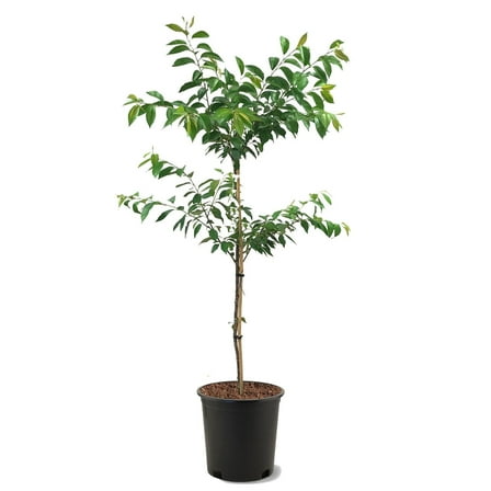 Expert Gardener 3-4 ft tall Okame Pink Flowering Cherry Live Tree in 7-Gallon Grower Pot