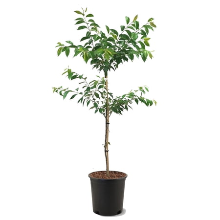 Expert Gardener 3-4 ft tall Okame Pink Flowering Cherry Live Tree in 7-Gallon Grower Pot