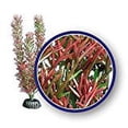 thumbnail image 3 of Weco Products Freshwater Series Foxtail Aquarium Plant Red, 1ea/18 in, 3 of 3