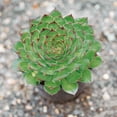 thumbnail image 3 of Sempervivum Tectorum Hens & Chicks Houseleek Ground Cover Plant Seeds - 500 Seeds, 3 of 3