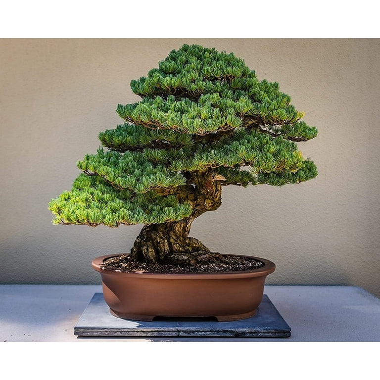 3 Japanese Dwarf Juniper Pre-Bonsai Trees – Live Plants