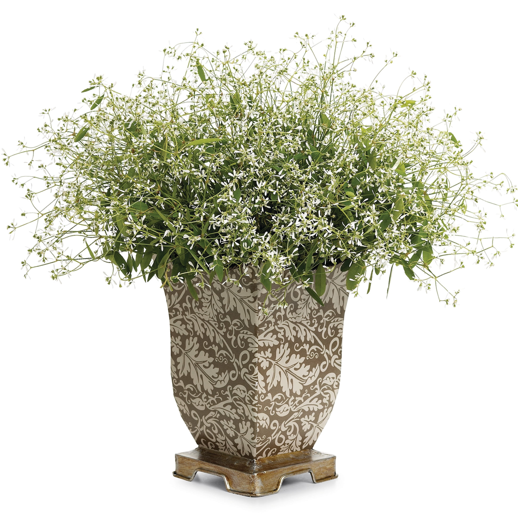 Proven Winners 4" White Diamond Frost Euphorbia Live Plant in 4.25" Pot (4 Count)
