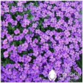 thumbnail image 2 of GSDWIUEW Perennial RAINBOW ROCK CRESS 100+ Seeds Tiny Lavender & Lilac Blooms (Groundcover), 2 of 2