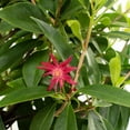 thumbnail image 4 of Bloomables® Star Flower Scorpio™ Illicium - Red Blooms - Live Plant - 1 Piece, 4 of 7