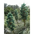 thumbnail image 2 of Puya Berteroniana Live Plant in 4" Pot - Blue Puya Plant - Rare Flower Plant for Garden -Ornamental Plant, 2 of 5