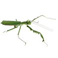 thumbnail image 3 of 5 Pcs Modèle d'Insecte Artificiel Simulation Jouets Éducatifs pour Enfants Décor Insecte Mante, 3 of 9