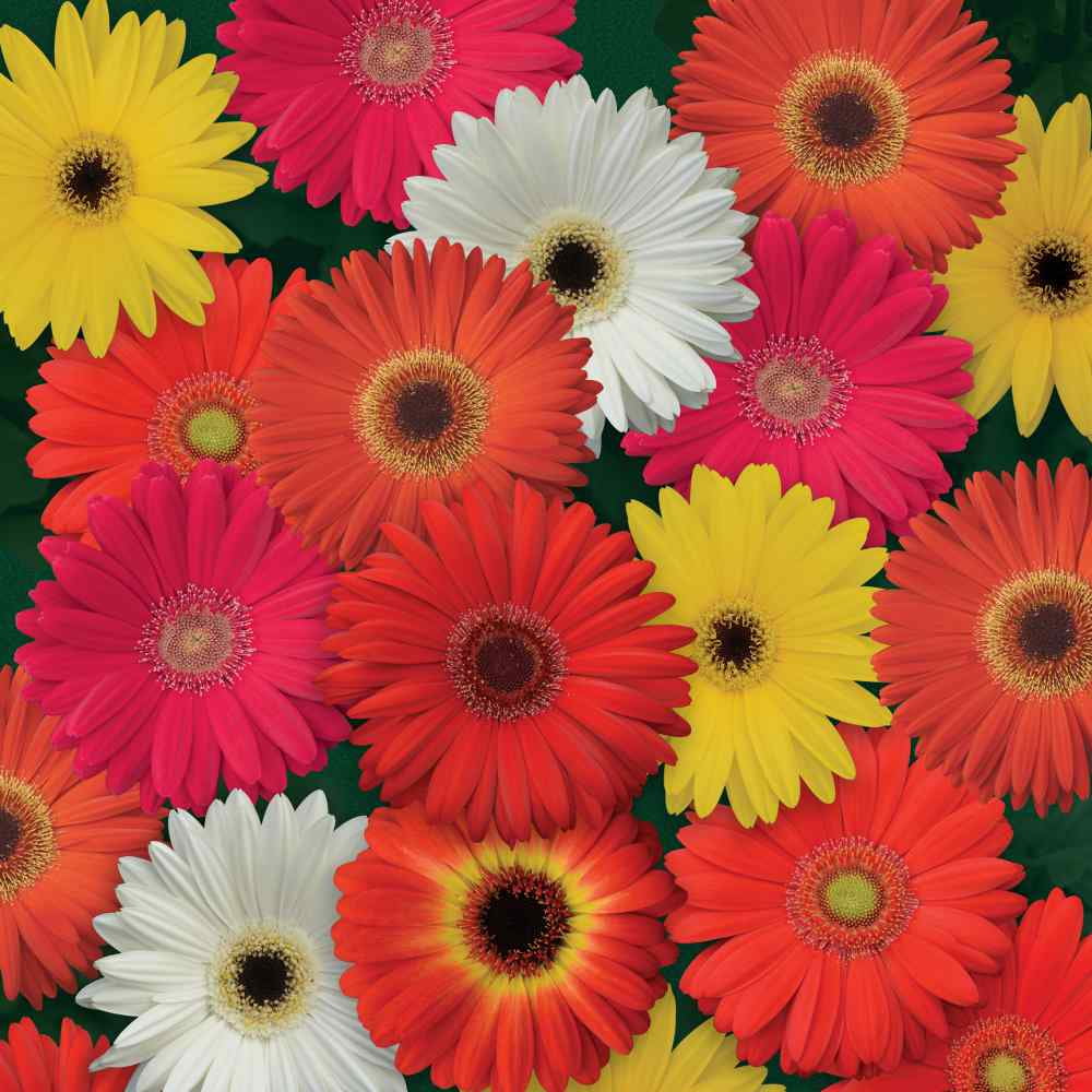 Outsidepride Gerbera Daisy ColorBloom Flower Seed Mix 20 Seeds