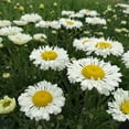 thumbnail image 4 of "Better Homes & Gardens Leucanthemum Shasta Daisy White Live Plant 10""-16"" Tall, 4 of 6