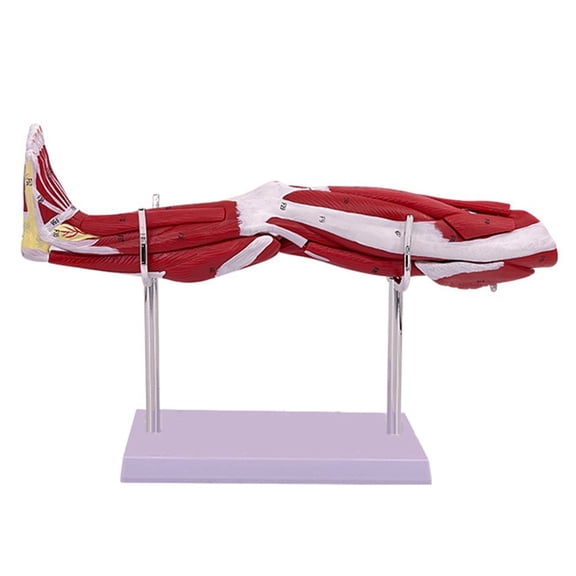Model of Human Lower Limbs Leg Muscles Blood Vessels and Nerves Structure Model,1 x model