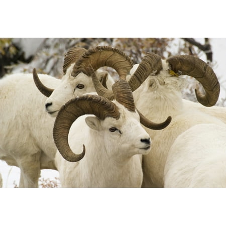 group of dall sheep denali national park interior alaska fall canvas