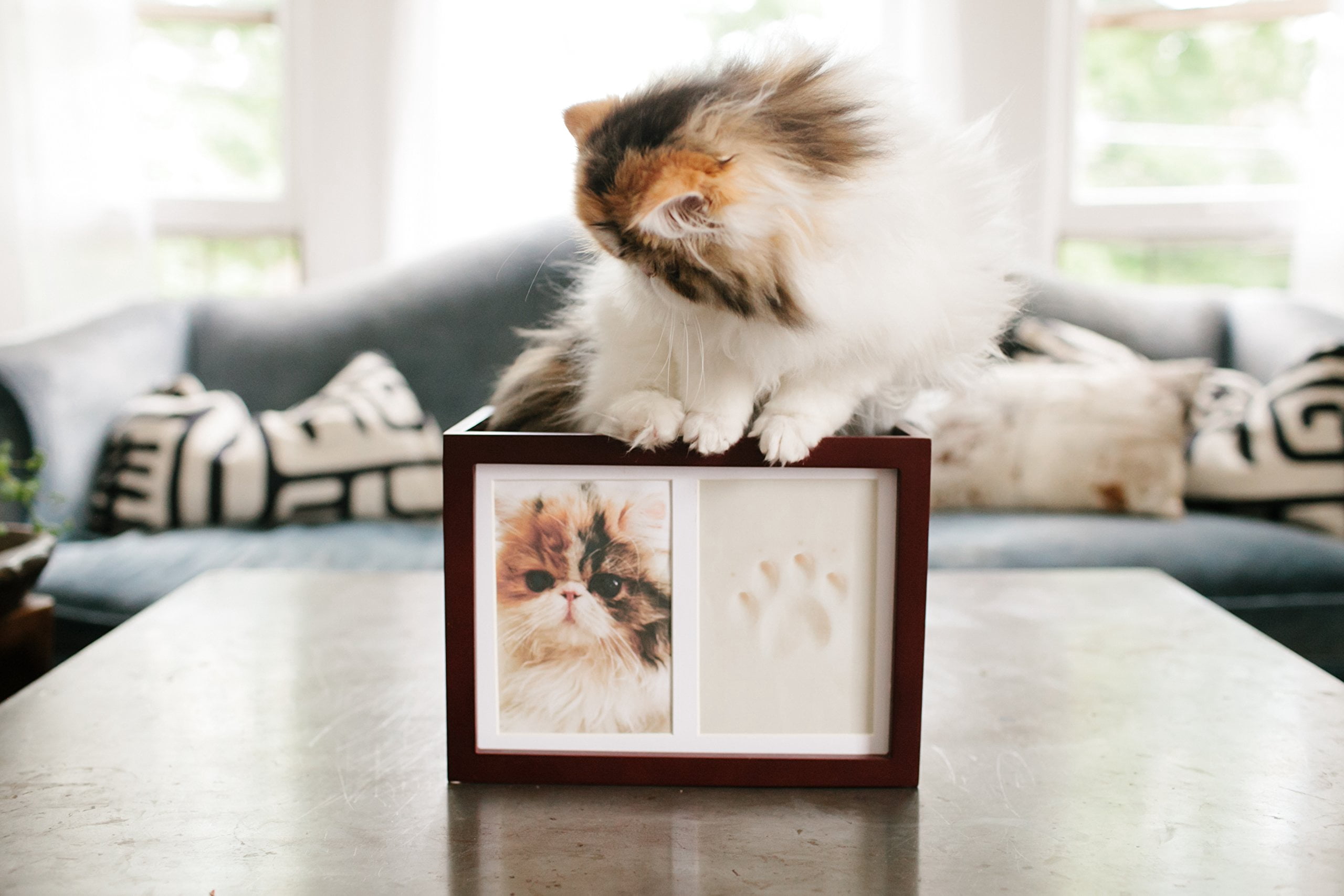 PETT Pet paw print frame with clay print kit and photo display