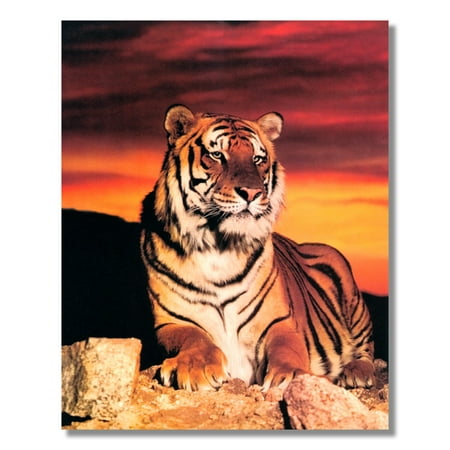 Tiger Woods Picture Top - Tiger Sitting on Rock at Sunset Close Up Photo Wall Picture 8x10 Art Print