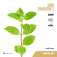 thumbnail image 3 of Maxler Liquid Chlorophyll - Mint Flavor 15.2 fl oz (15 Servings), 3 of 6
