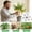 A-Black, variant on Flower Pot Tray with Wheels, Movable Square Drainage Saucer with Swivel Casters, Four-Wheeled Plant Caddy Base for Heavy Pots, Easy Glide Plant Stand for Indoor and Outdoor Use