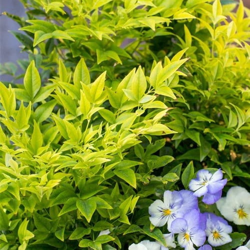 Southern Living Lemon Lime Nandina Live Shrub in 2.5-Quart Grower Pot