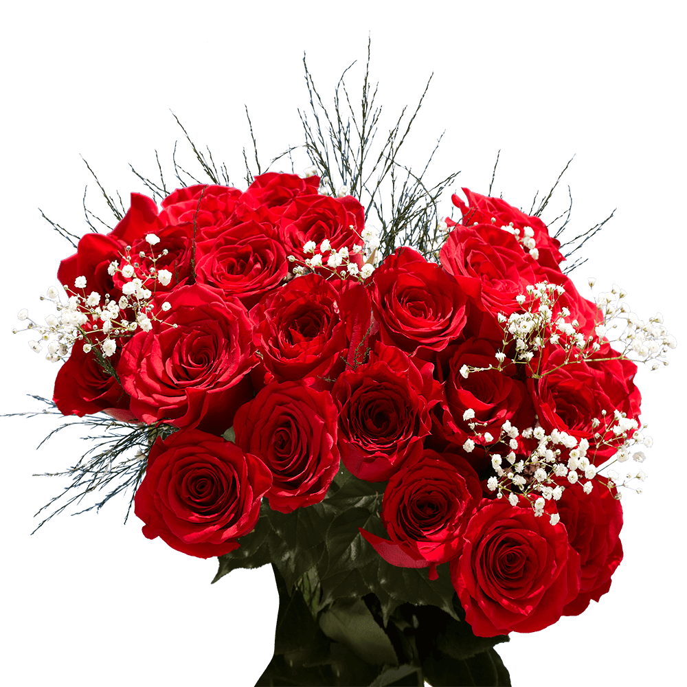 Two Dozen Red Roses with Baby's breath and Green Fresh Flower Delivery