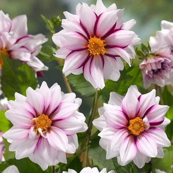 Edge of Joy Decorative Dahlia Flower Tubers - 3 Bulbs per Pack - Grows Well in Containers - Good as Cut Flowers - Attracts Butterflies and Hummingbirds - Deer Resistant