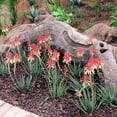 thumbnail image 4 of Southern Living Safari Sunrise Aloe Live Shrub in 2.5-Quart Grower Pot, 4 of 8