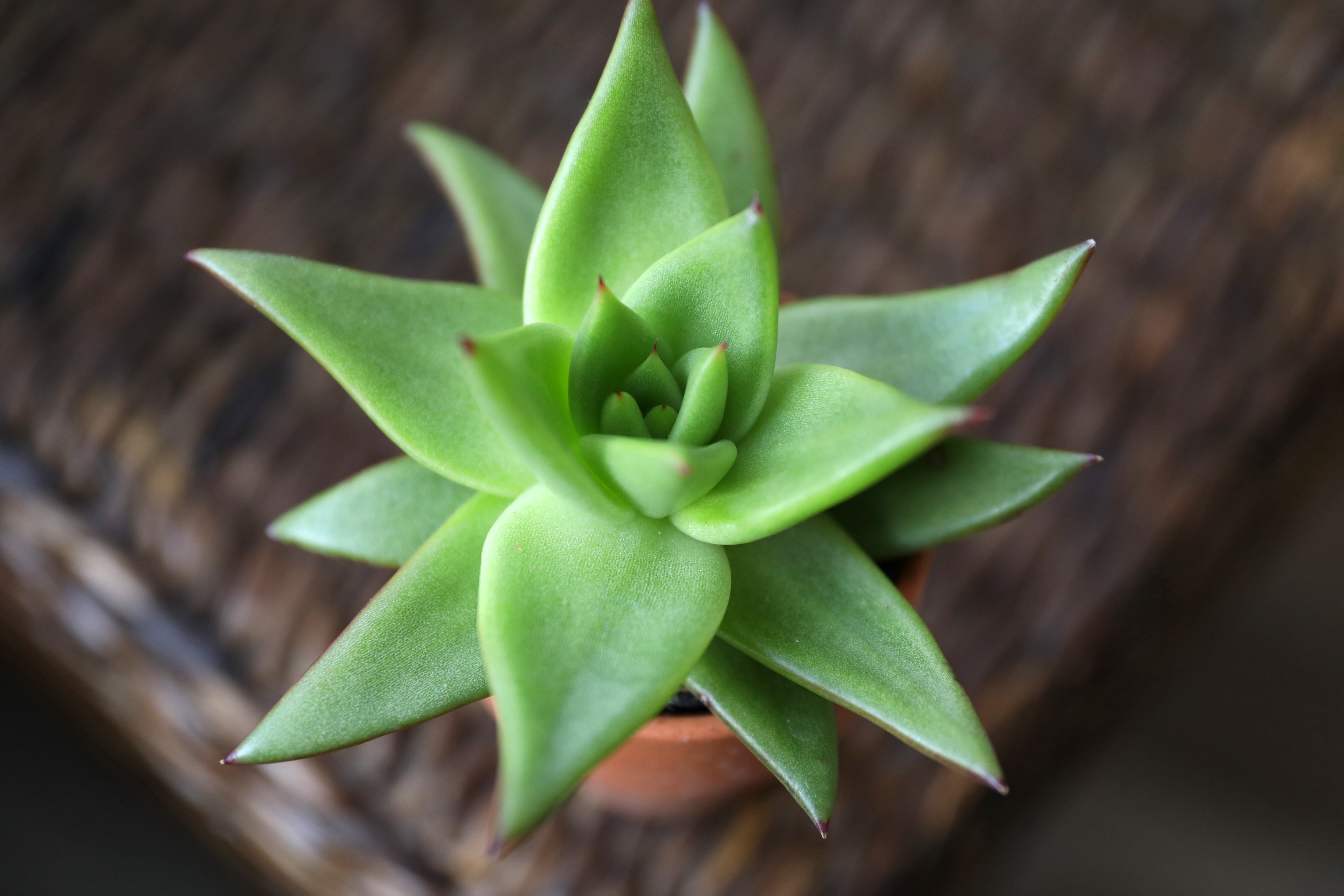 Green Circle Growers 2.5in Echeveria Succulent in Ceramic Pot