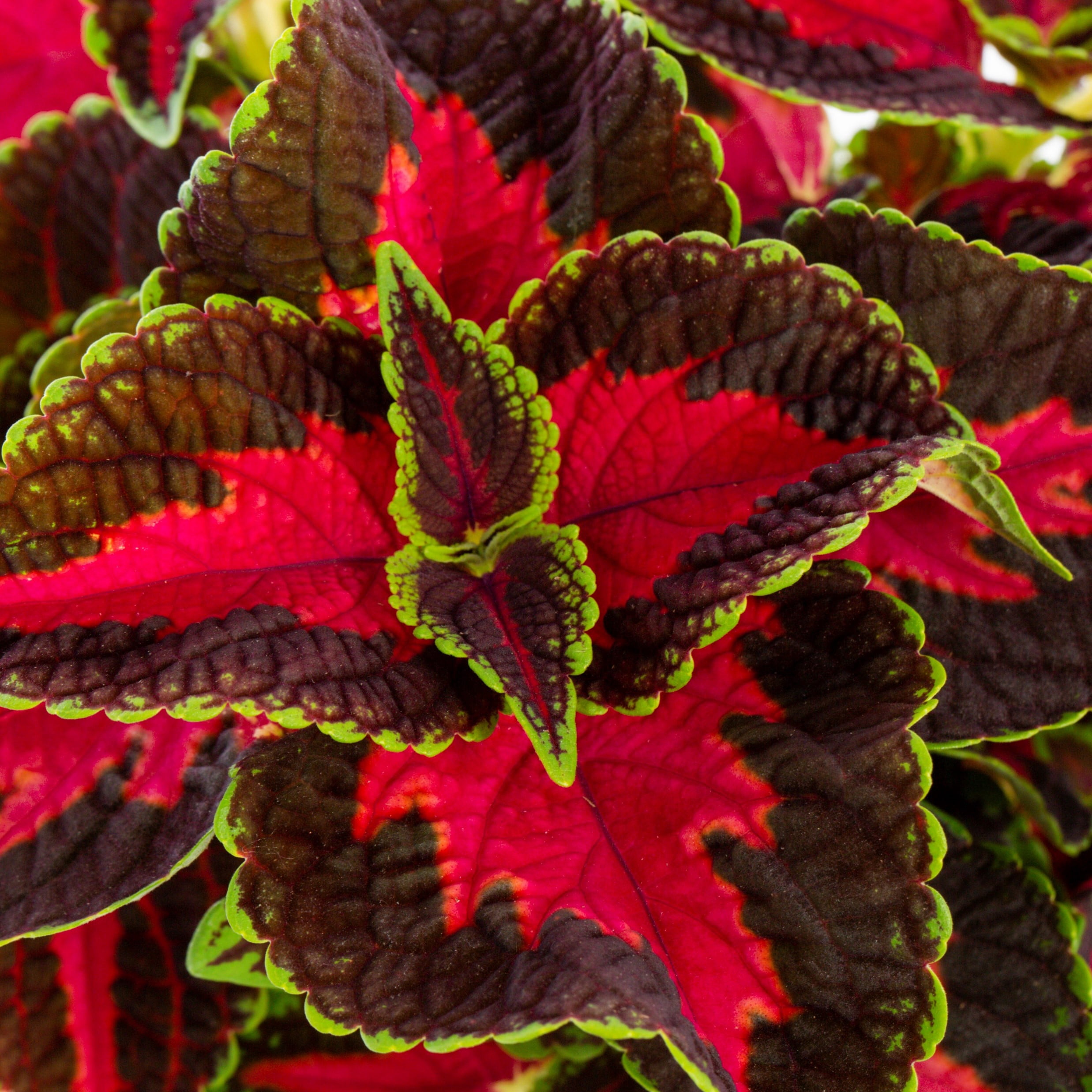 Better Homes & Gardens Coleus Live Annual Plant, Multicolor, 3-Pack, 2QT
