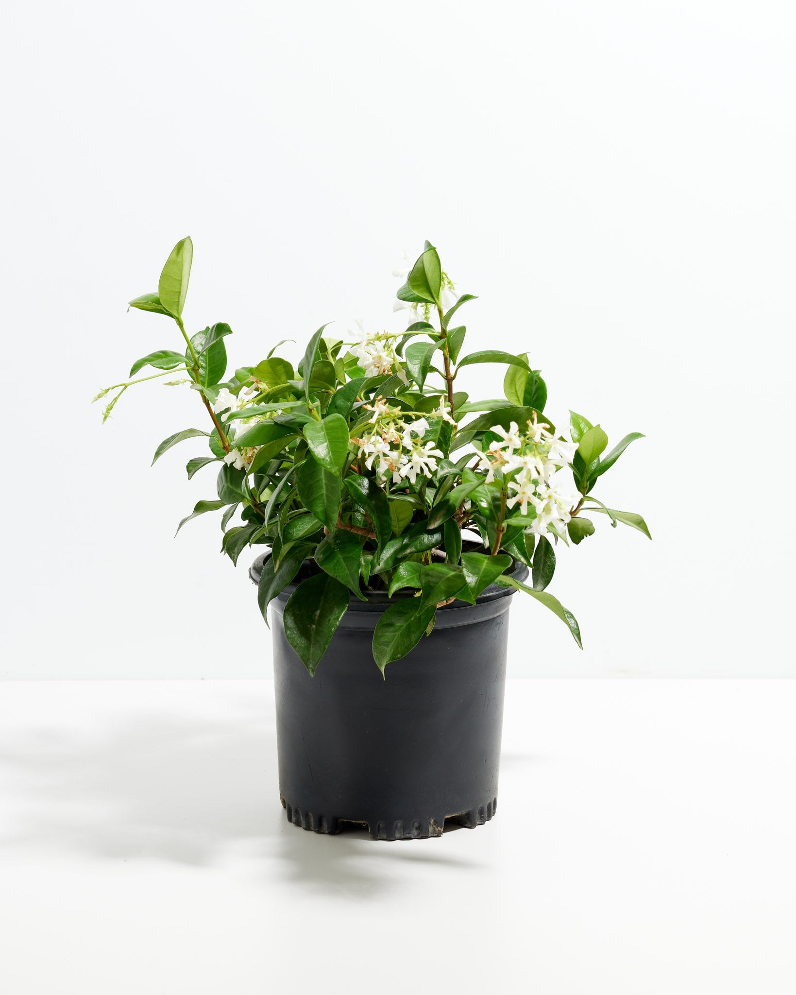 Star Jasmine