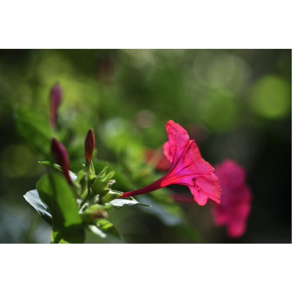 Four O'Clock Flower Seeds/ Perennial/ Full Sun/ 10 Seeds 1 gram/ Zellajake Farm and Garden - B20