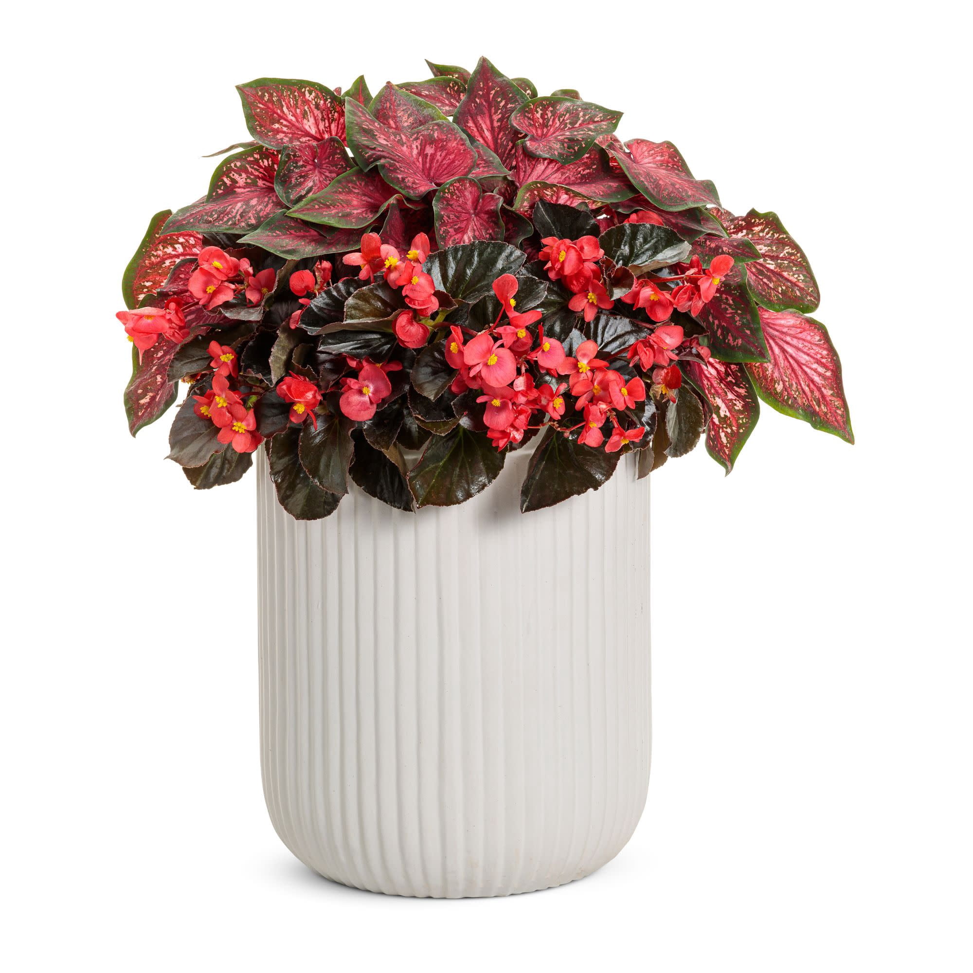 Proven Winners 4" Red Surefire Cherry Cordial Begonia Live Plant in 4.25" Pot (4 Count)
