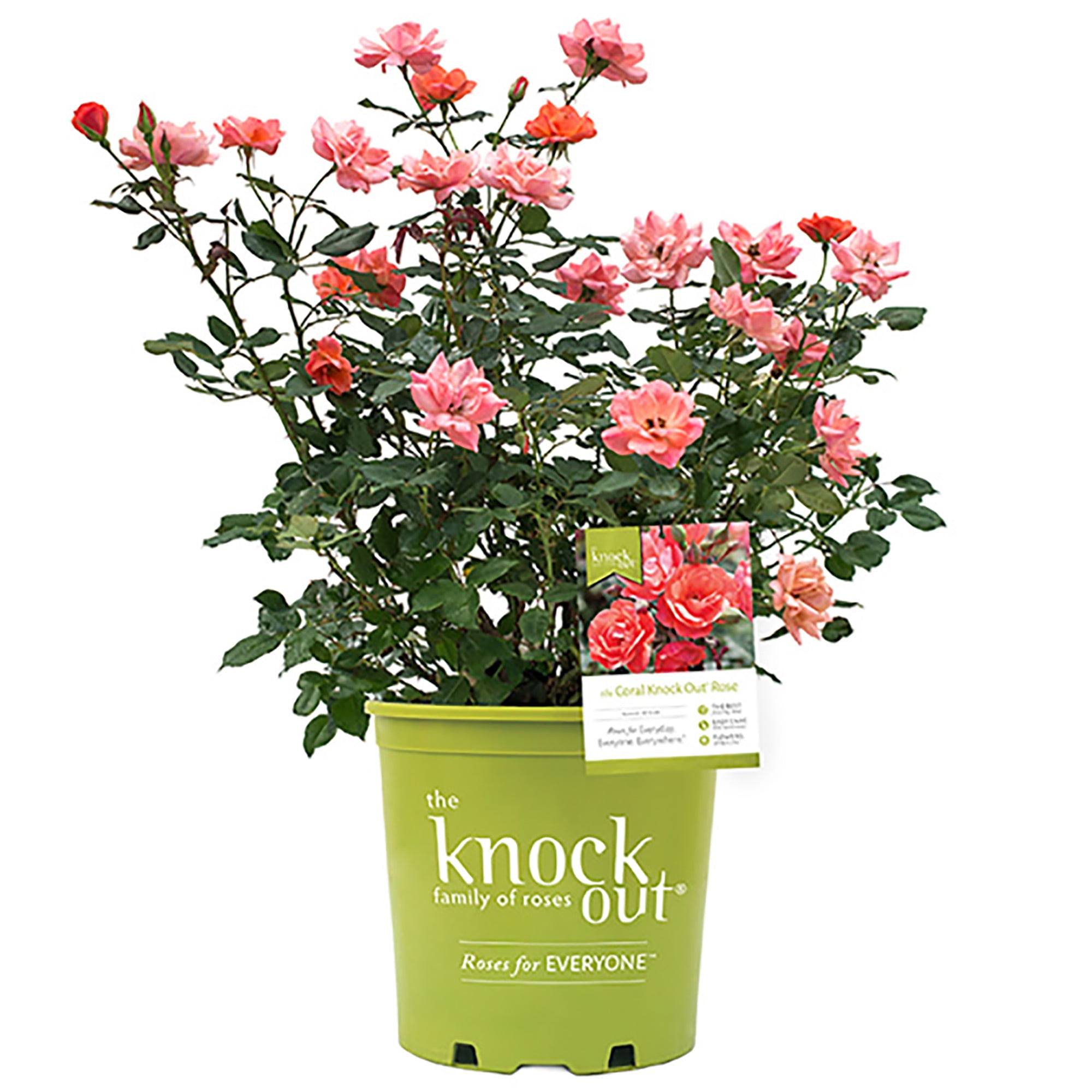 Knock Out Coral Rose Live Shrubs with Coral Blooms and Rich Green