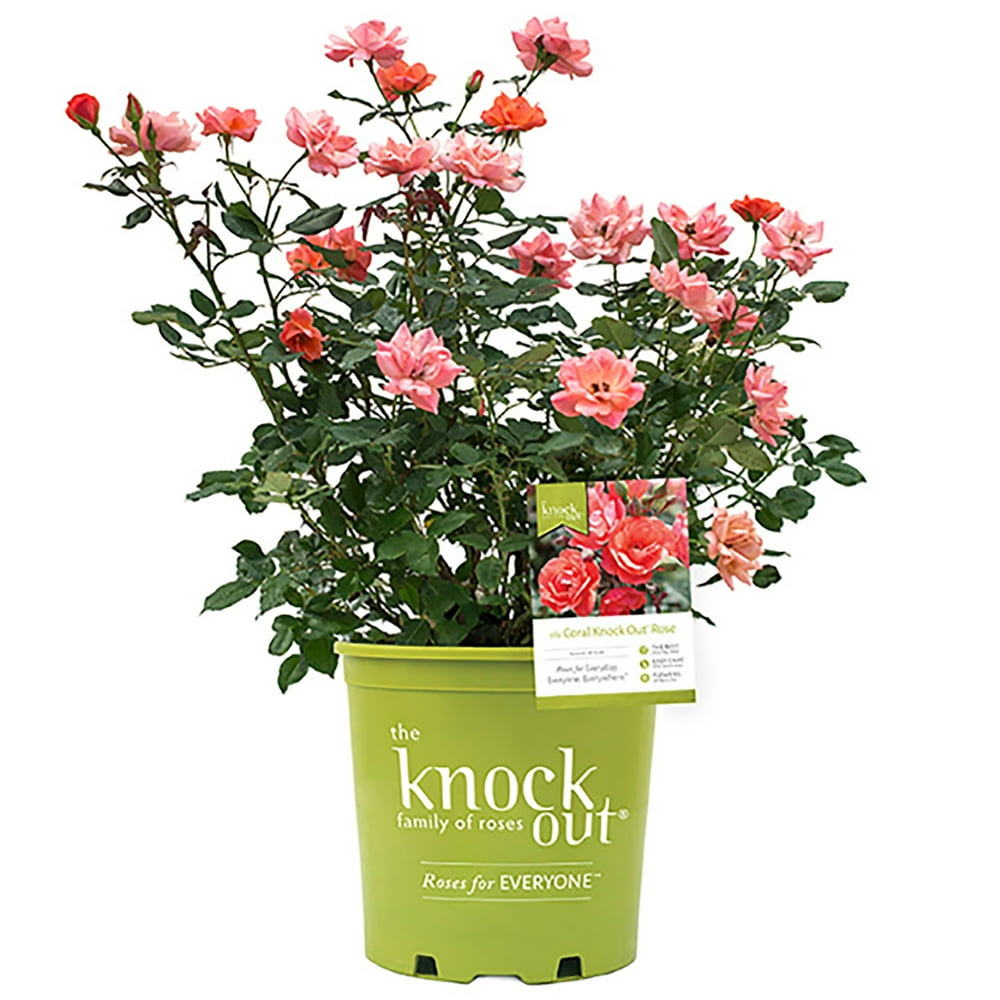Knock Out Coral Rose Live Shrubs with Coral Blooms and Rich Green ...